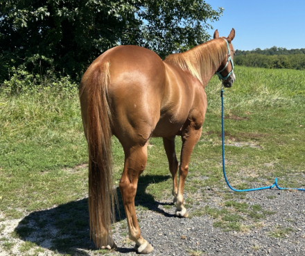 HorseID: 2301620 Smoken Red Badger - PhotoID: 1083531