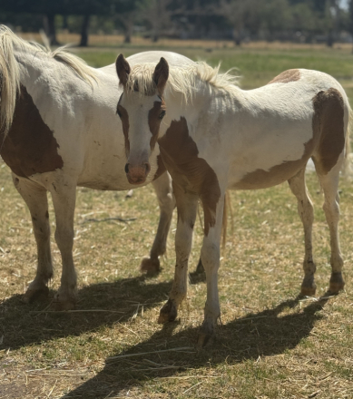 HorseID: 2301621 Princess Poppy - PhotoID: 1083536