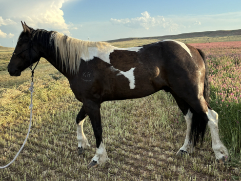 HorseID: 2301623 Oreo - Gypsy Vanner X - PhotoID: 1083543