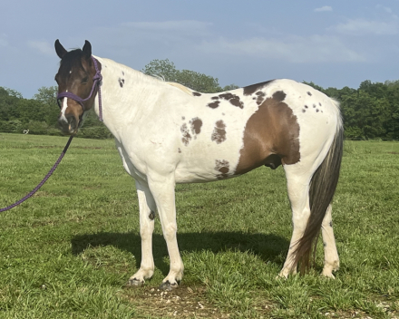 HorseID: 2301624 Bandit - PhotoID: 1083544