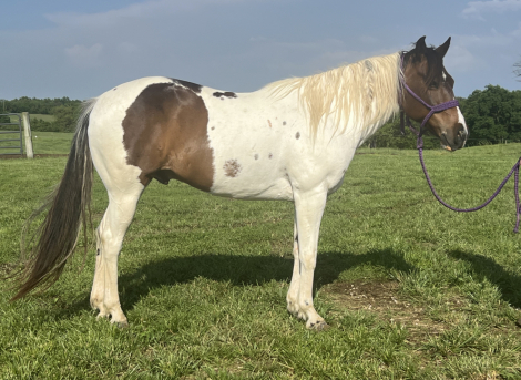 HorseID: 2301624 Bandit - PhotoID: 1083545