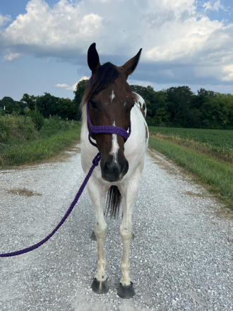 HorseID: 2301624 Bandit - PhotoID: 1083546