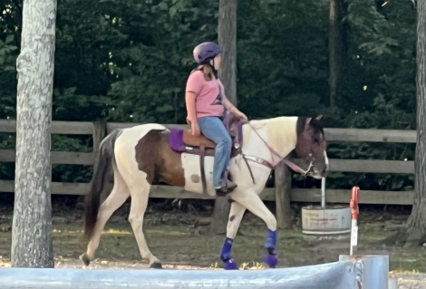 HorseID: 2301624 Bandit - PhotoID: 1083547