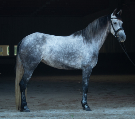 HorseID: 2301626 Ophelia - PhotoID: 1083548