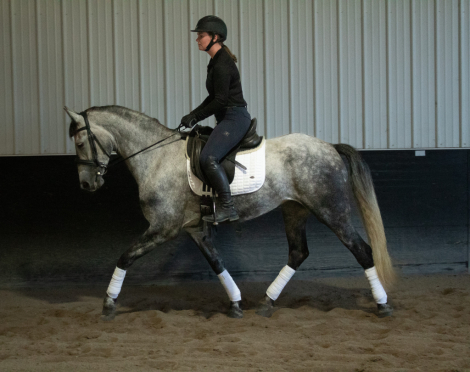 HorseID: 2301626 Ophelia - PhotoID: 1083549