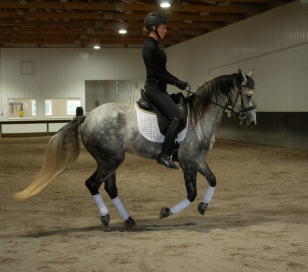 HorseID: 2301626 Ophelia - PhotoID: 1083550