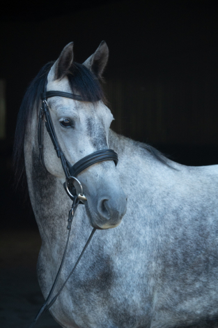 HorseID: 2301626 Ophelia - PhotoID: 1083551