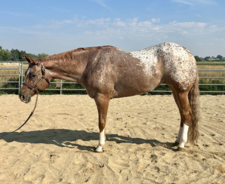 HorseID: 2301627 SHE GOT INVITED - PhotoID: 1083558