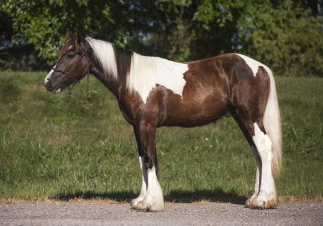 HorseID: 2301631 Bruno'z Brazilian Gold - PhotoID: 1083559