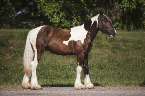 HorseID: 2301631 Bruno'z Brazilian Gold - PhotoID: 1083560