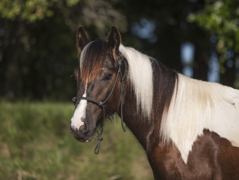 HorseID: 2301631 Bruno'z Brazilian Gold - PhotoID: 1083561