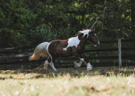 HorseID: 2301631 Bruno'z Brazilian Gold - PhotoID: 1083562