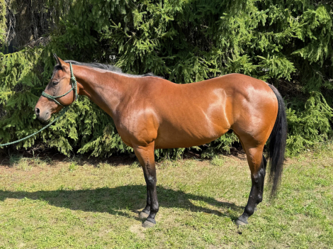 HorseID: 2301632 SRS DONE IT INA DASH - PhotoID: 1083563