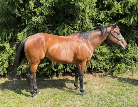 HorseID: 2301632 SRS DONE IT INA DASH - PhotoID: 1083564