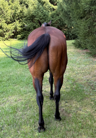 HorseID: 2301632 SRS DONE IT INA DASH - PhotoID: 1083565