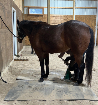 HorseID: 2301632 SRS DONE IT INA DASH - PhotoID: 1083566