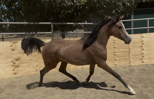 HorseID: 2301634 Lyon PZ - PhotoID: 1083567