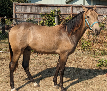 HorseID: 2301635 Toby's After Dark - PhotoID: 1083568