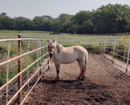 HorseID: 2301637 Sunrise - PhotoID: 1083569