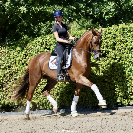HorseID: 2301640 Damon HW at www.HWfarm.com - PhotoID: 1083571