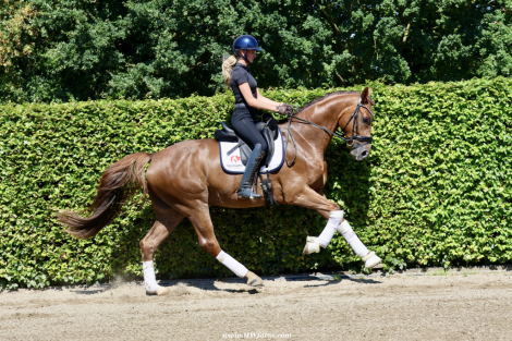 HorseID: 2301640 Damon HW at www.HWfarm.com - PhotoID: 1083572