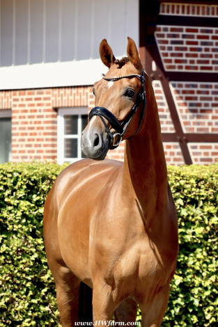 HorseID: 2301640 Damon HW at www.HWfarm.com - PhotoID: 1083573