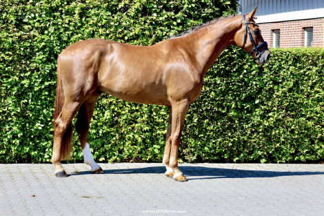 HorseID: 2301640 Damon HW at www.HWfarm.com - PhotoID: 1083574