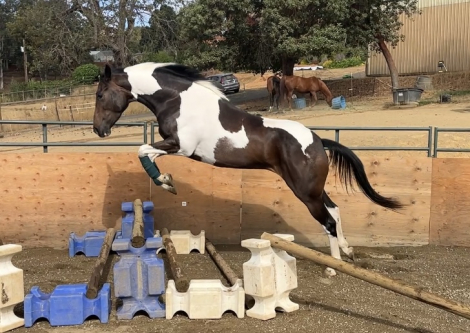 HorseID: 2301643 Elegance In Motion - PhotoID: 1083625