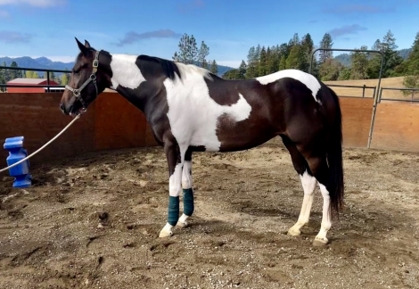 HorseID: 2301643 Elegance In Motion - PhotoID: 1083626