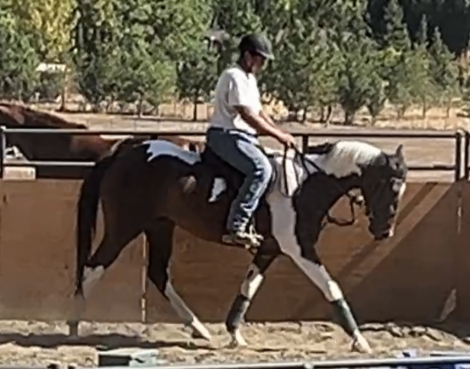 HorseID: 2301643 Elegance In Motion - PhotoID: 1083627