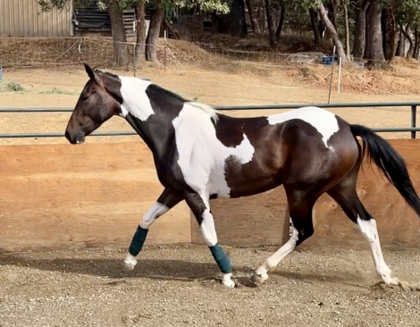 HorseID: 2301643 Elegance In Motion - PhotoID: 1083628