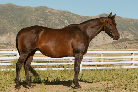 HorseID: 2301644 Badgerena Banjo - PhotoID: 1083575