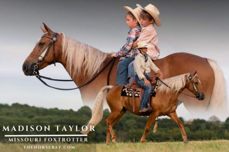 HorseID: 2301645 Madison Taylor - PhotoID: 1083576