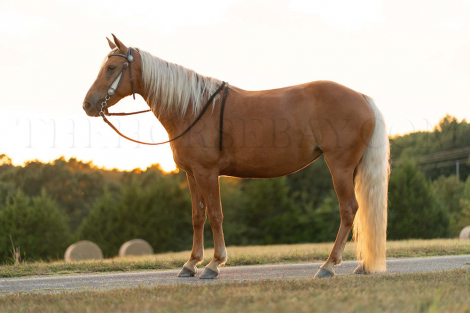 HorseID: 2301645 Madison Taylor - PhotoID: 1083577