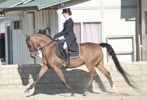 HorseID: 2301649 CSP Tribility - PhotoID: 1083585