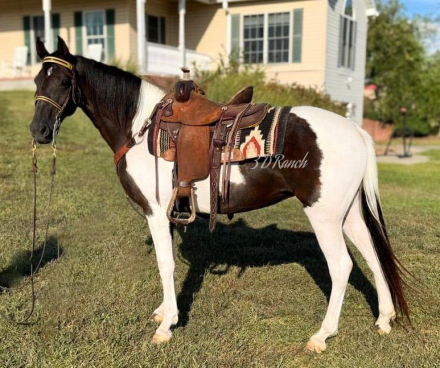 HorseID: 2301652 Liz - PhotoID: 1083588