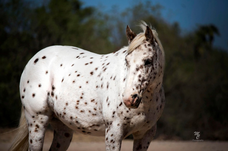 HorseID: 2301653 Dippin’ Dots - PhotoID: 1083589