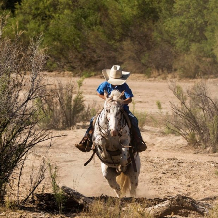 HorseID: 2301653 Dippin’ Dots - PhotoID: 1083590