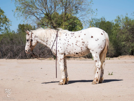 HorseID: 2301653 Dippin’ Dots - PhotoID: 1083592