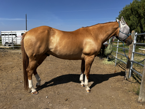 HorseID: 2301656 HD Tigers Smokin Gun - PhotoID: 1083597