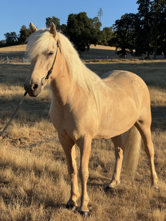HorseID: 2301657 Nánd frá Gauksmýri - PhotoID: 1084367
