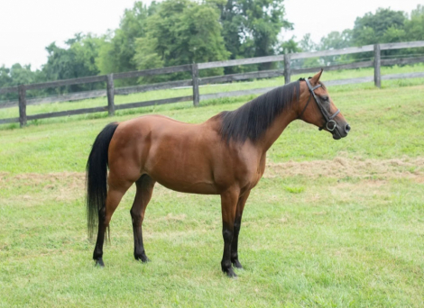 HorseID: 2301660 Es Syeshaah - PhotoID: 1083598