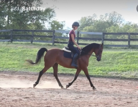 HorseID: 2301660 Es Syeshaah - PhotoID: 1083743