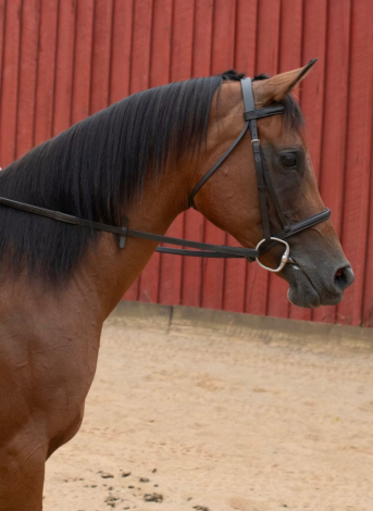 HorseID: 2301660 Es Syeshaah - PhotoID: 1083744