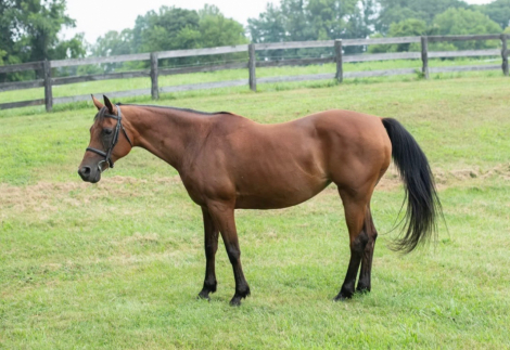 HorseID: 2301660 Es Syeshaah - PhotoID: 1083745