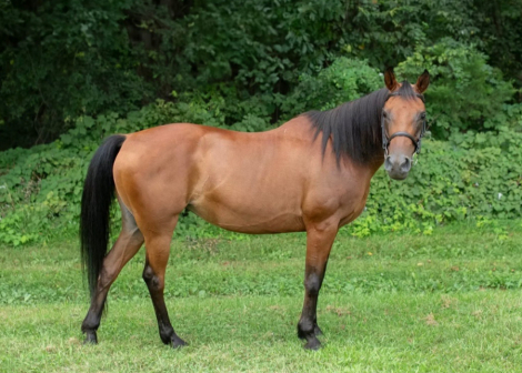 HorseID: 2301660 Es Syeshaah - PhotoID: 1083747