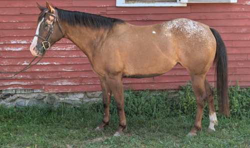 HorseID: 2301661 Rage Against the Machine - PhotoID: 1083599