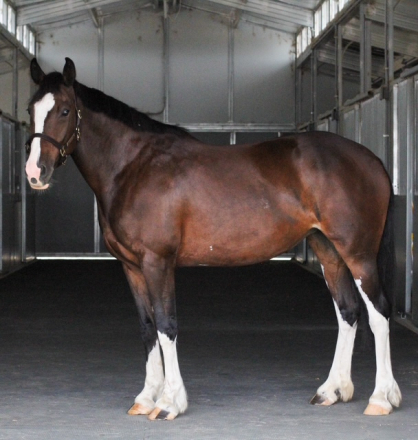 HorseID: 2301662 Valkyrie - PhotoID: 1083600