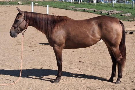 HorseID: 2301663 HEZA DREAM NU CHEX - PhotoID: 1083601