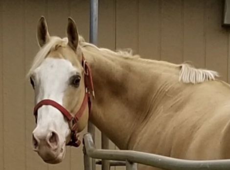 HorseID: 2302051 BLONDE JAMES BLONDE - PhotoID: 1084638